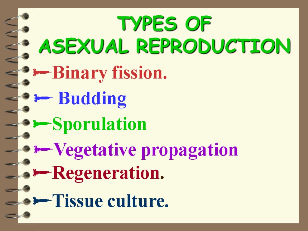 TYPES OF ASEXUAL REPRODUCTION Binary fission.  Budding Sporulation Vegetative propagation Regeneration. Tissue culture.